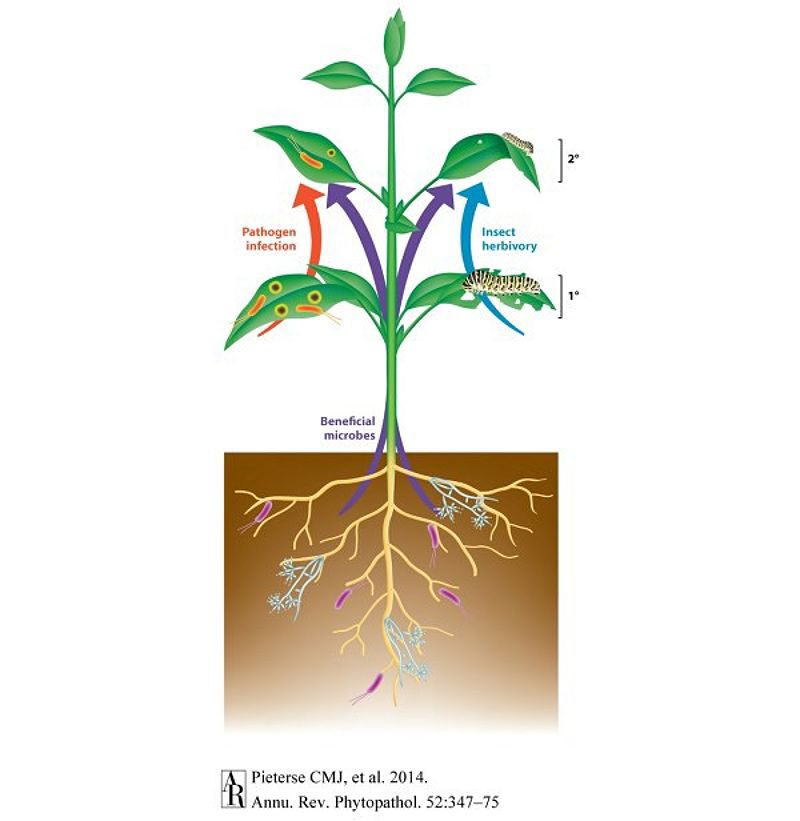 Advancing Disease-Resistant and Flavorful Organic Tomatoes: The TOMI Project - 865586733