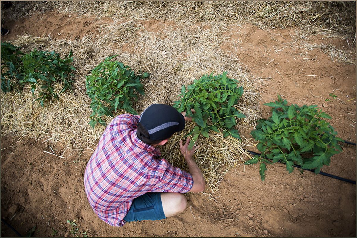 Cultivating Sustainability and Knowledge at Oxford Organic Farm - -1875413302