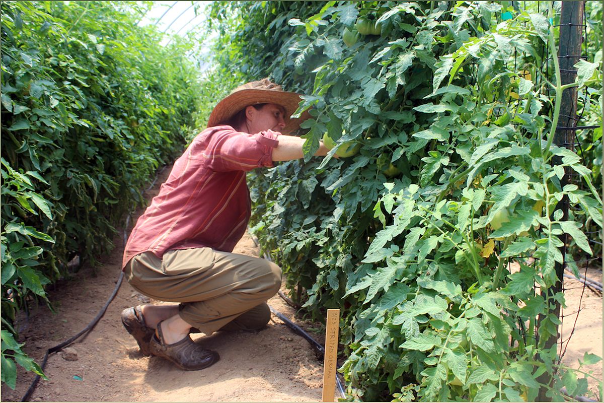 Cultivating Sustainability and Knowledge at Oxford Organic Farm - 1572583019