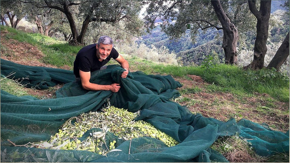 Enotre: Embracing the Art of Olive Oil Blends in Calabria - -1656308117