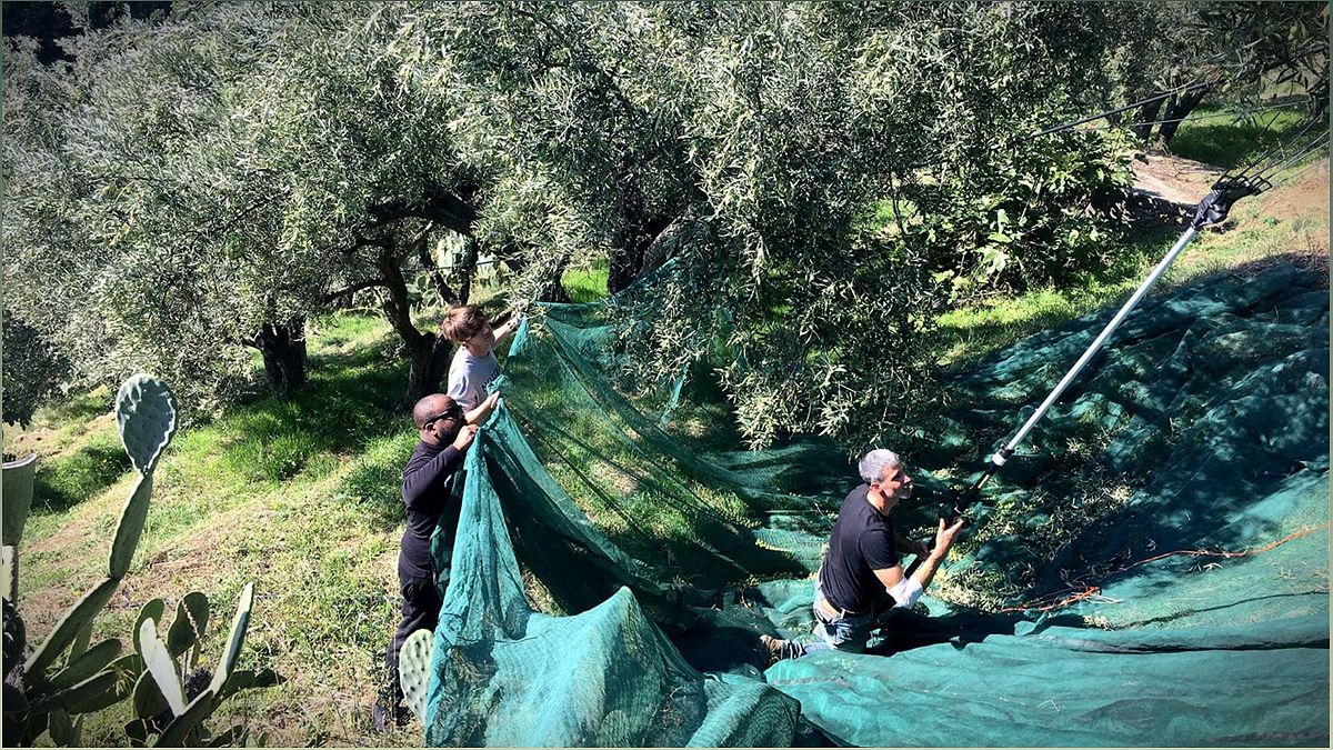 Enotre: Embracing the Art of Olive Oil Blends in Calabria - -2119737776