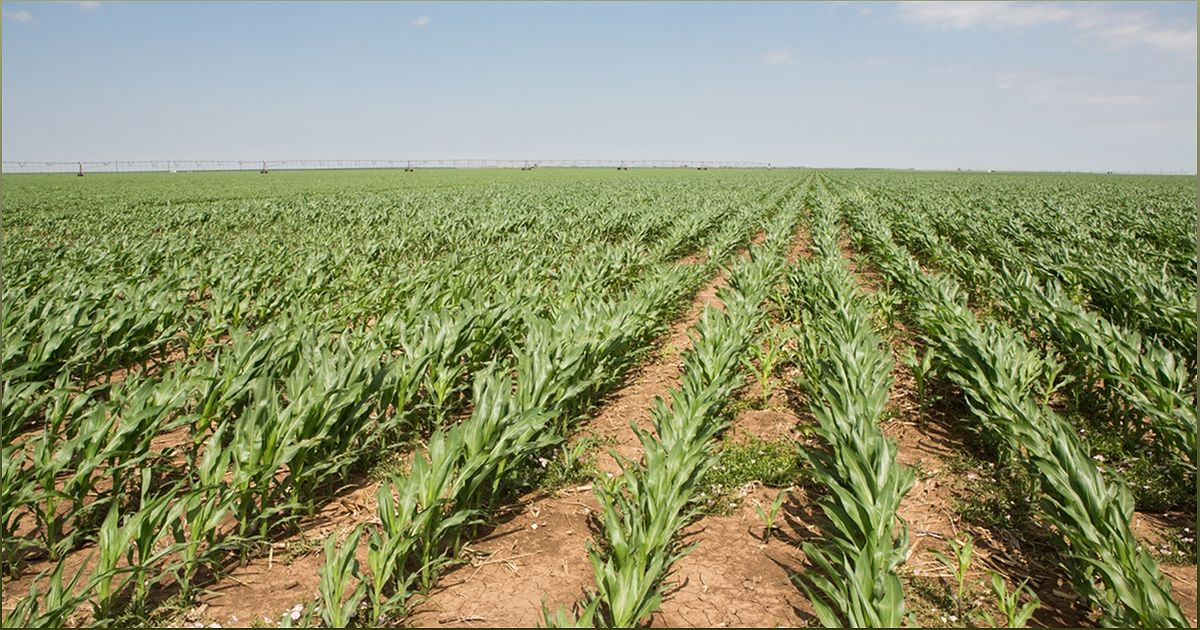 Texas Farmers Embrace Regenerative Agriculture to Combat Climate Change - 255212937