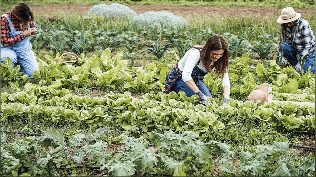 The Benefits of Organic Dairy Farming: A Sustainable and Healthy Approach - 888783046