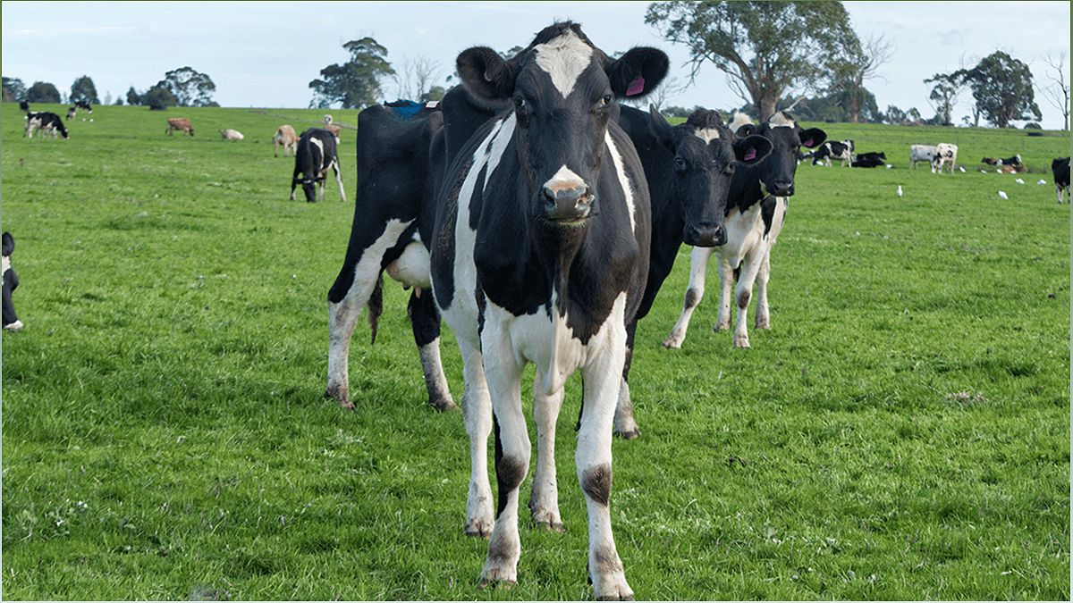 The Benefits of Organic Dairy Farming: A Sustainable and Healthy Approach - 698304939