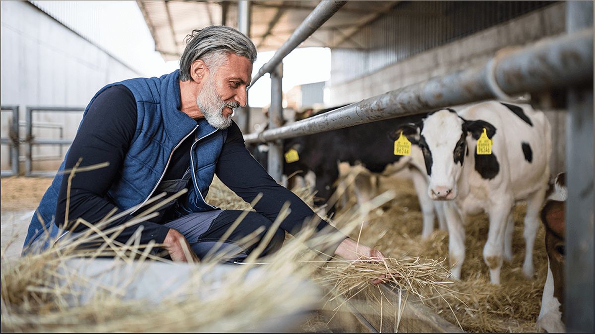 The Benefits of Organic Dairy Farming: A Sustainable and Healthy Approach - -1331850403