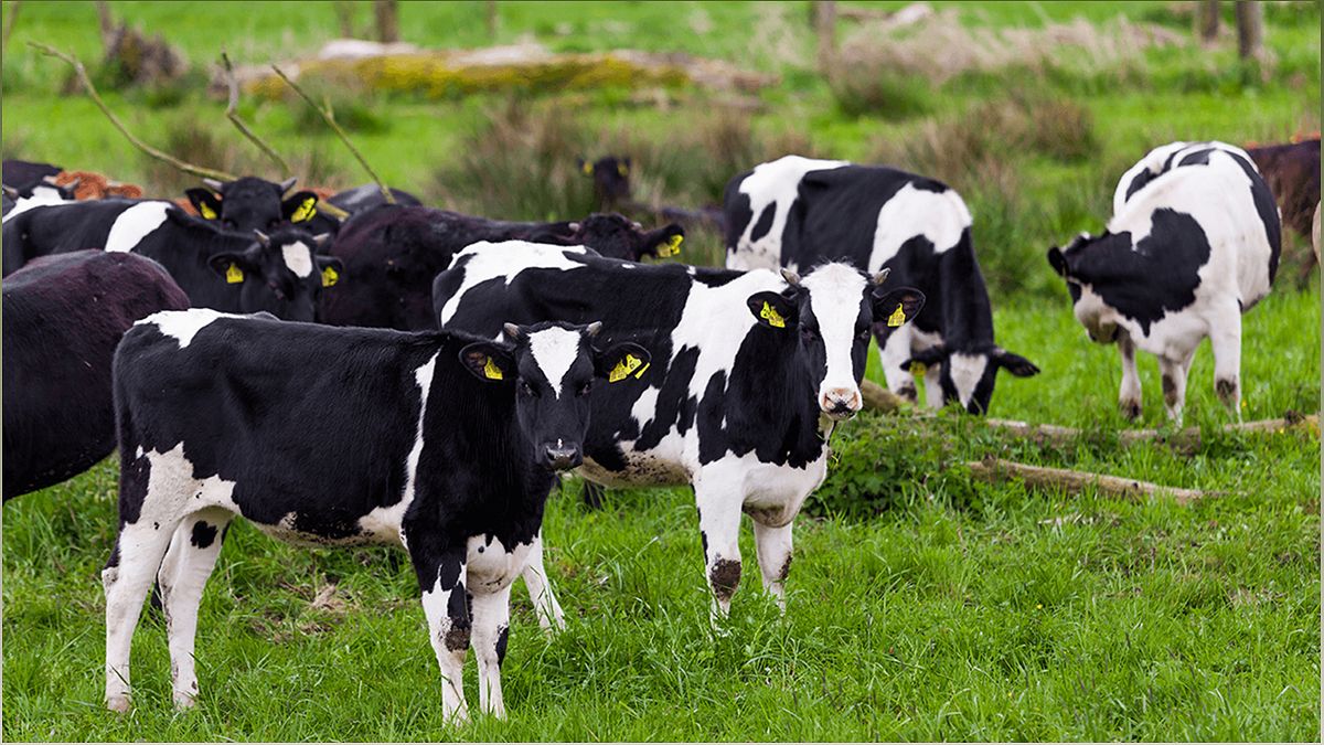 The Benefits of Organic Dairy Farming: A Sustainable and Healthy Approach - 453535717