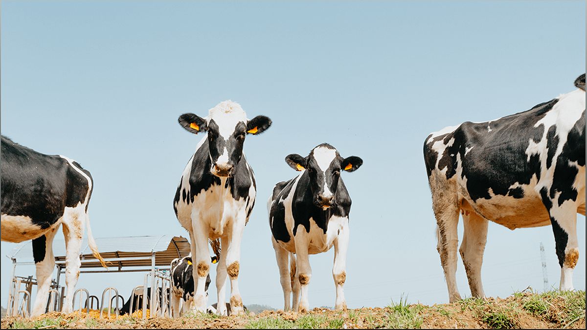 The Benefits of Organic Dairy Farming: A Sustainable and Healthy Approach - 504453126