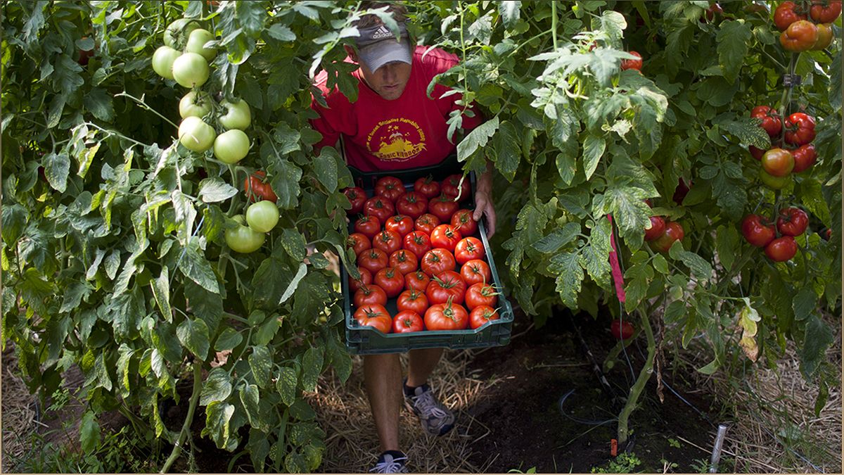 The Growing Trend of Organic Farming in the United States - -512132290