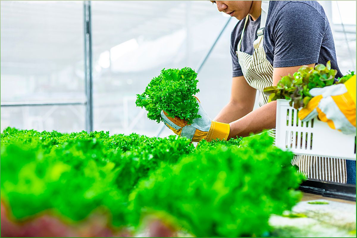 The Growth of Organic Farming and Solar Greenhouses in Andalusia - 349987365